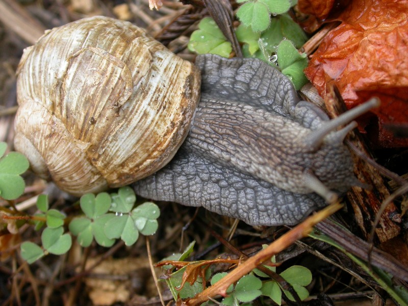 Helix pomatia